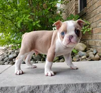 Coco, a male Boston Terrier for sale in Fredericksburg, OH – 1 of 3