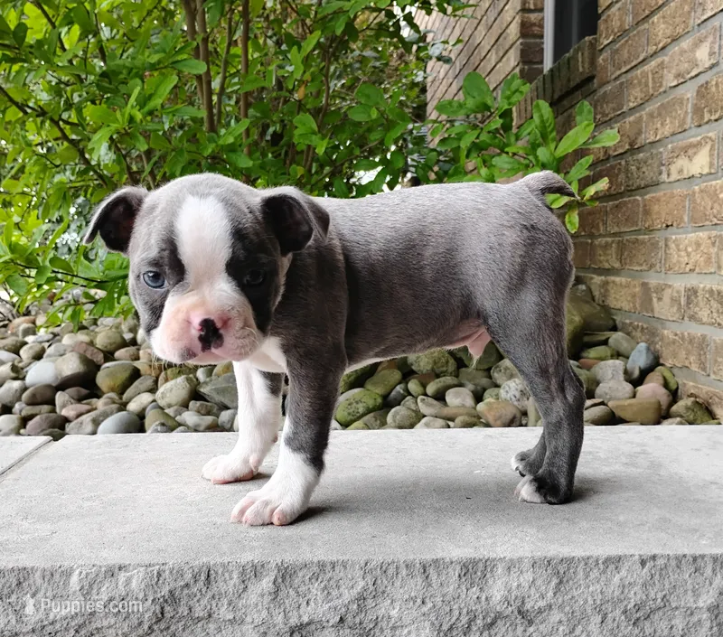 Kobe blue – Boston Terrier puppy for sale in Fredericksburg, OH
