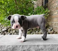 Kobe blue, a male Boston Terrier for sale in Fredericksburg, OH – 3 of 3