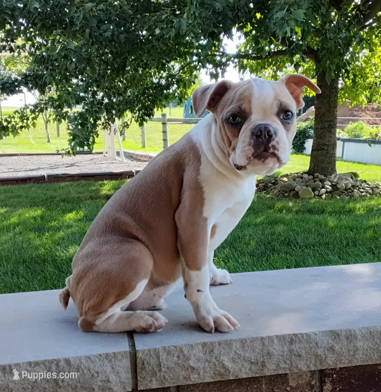 Coco – Boston Terrier puppy for sale in Fredericksburg, OH