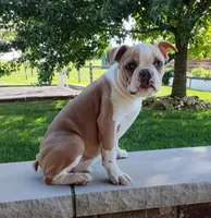 Coco, a male Boston Terrier for sale in Fredericksburg, OH – 2 of 3