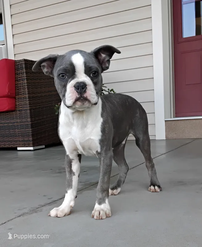 Tanner JHC Clear – Boston Terrier puppy for sale in Fredericksburg, OH