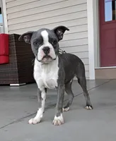 Tanner JHC Clear, a male Boston Terrier for sale in Fredericksburg, OH – 1 of 3