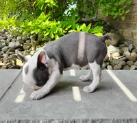 Ariel, a female Boston Terrier for sale in Fredericksburg, OH – 3 of 3