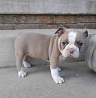 Quincey, a female Boston Terrier for sale in Fredericksburg, OH – 1 of 4