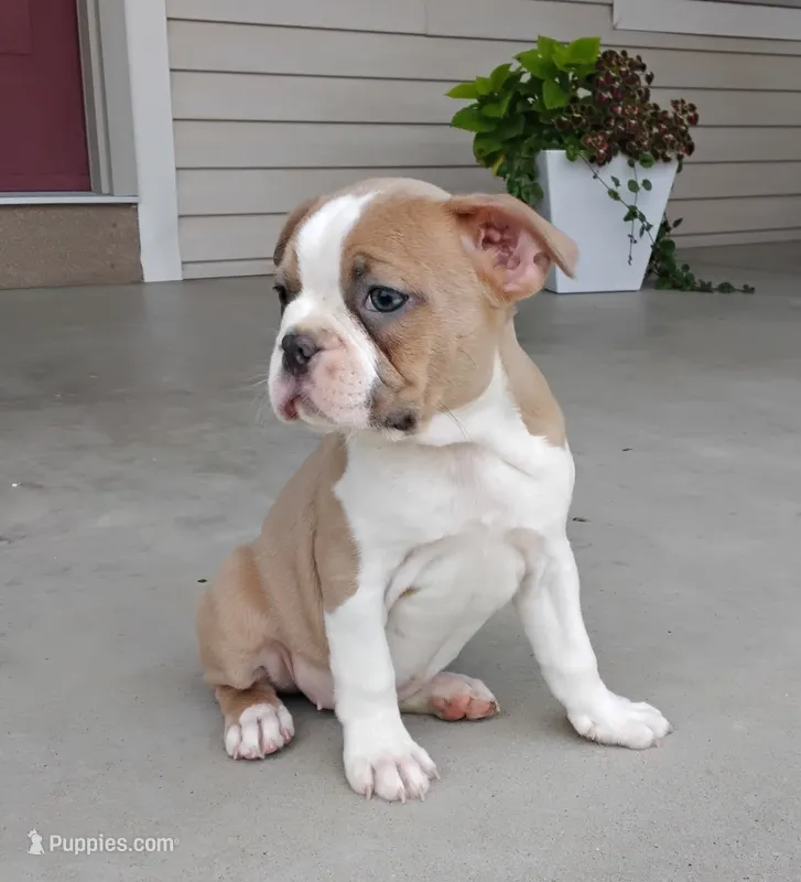 Elsa – Boston Terrier puppy for sale in Fredericksburg, OH