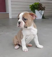 Elsa, a female Boston Terrier for sale in Fredericksburg, OH – 1 of 4
