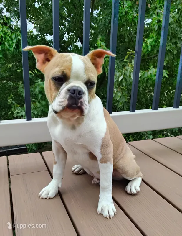 Coco Blue fawn  – Boston Terrier puppy for sale in Fredericksburg, OH