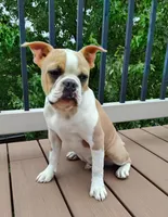 Coco Blue fawn , a male Boston Terrier for sale in Fredericksburg, OH – 1 of 3