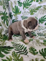 Kimmy, a female Boston Terrier for sale in Fredericksburg, OH – 1 of 3