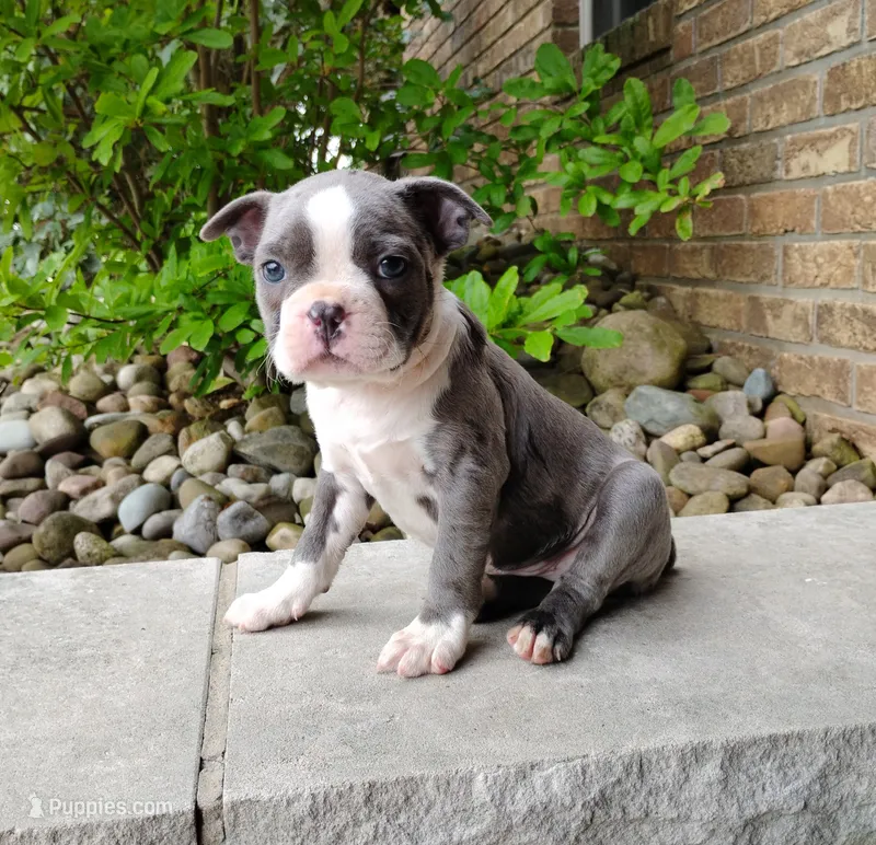Tanner Blue – Boston Terrier puppy for sale in Fredericksburg, OH