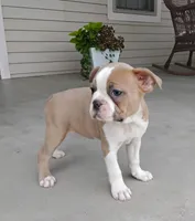 Elsa, a female Boston Terrier for sale in Fredericksburg, OH – 4 of 4