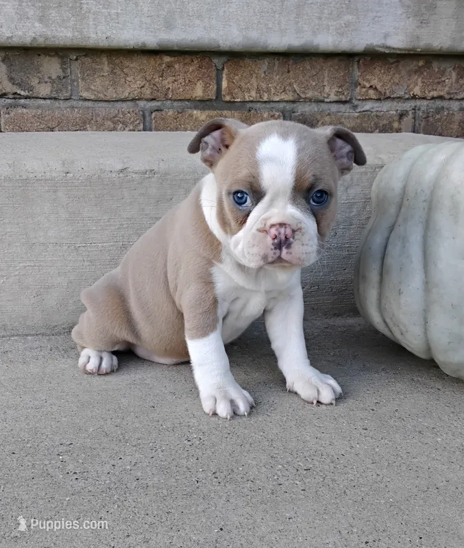 Quincey JHC & DM CLEAR – Boston Terrier puppy for sale in Fredericksburg, OH