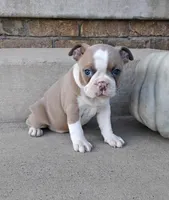 Quincey, a female Boston Terrier for sale in Fredericksburg, OH – 3 of 4