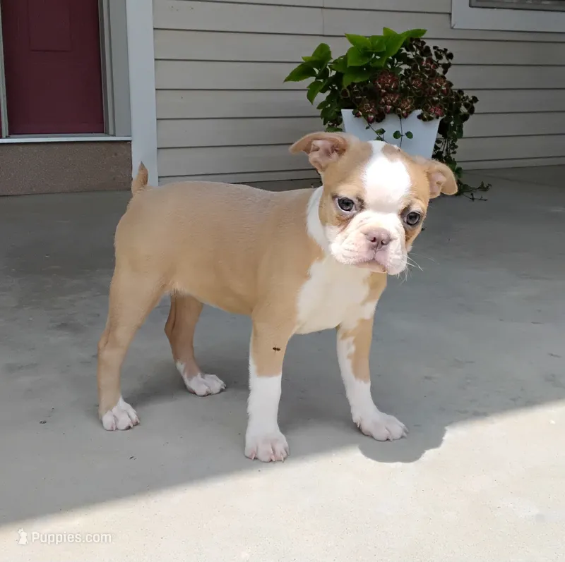 Candy blue fawn – Boston Terrier puppy for sale in Fredericksburg, OH