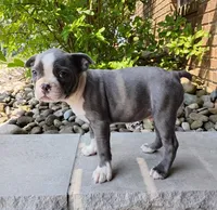 Tanner JHC Clear, a male Boston Terrier for sale in Fredericksburg, OH – 3 of 3