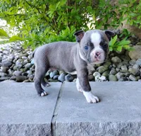 Tiger, a male Boston Terrier for sale in Fredericksburg, OH – 2 of 3