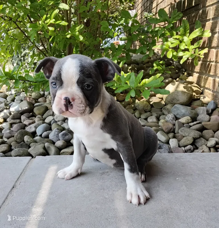 Kobe blue – Boston Terrier puppy for sale in Fredericksburg, OH