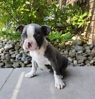 Kobe JHC Clear, a male Boston Terrier for sale in Fredericksburg, OH – 1 of 3