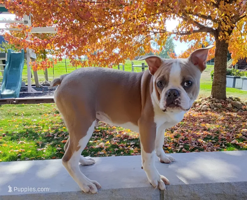 Coco Blue fawn – Boston Terrier puppy for sale in Fredericksburg, OH