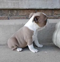 Quincey, a female Boston Terrier for sale in Fredericksburg, OH – 2 of 4