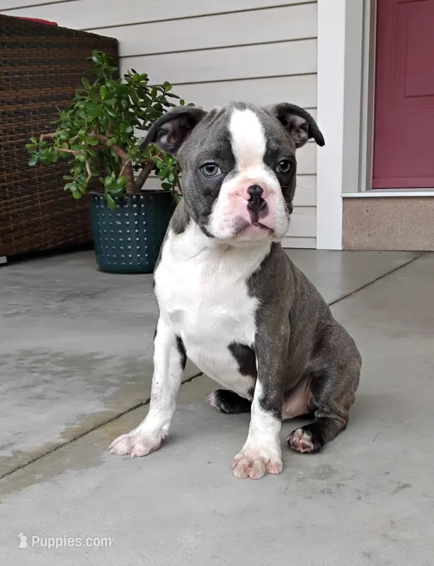 Kobe JHC Clear – Boston Terrier puppy for sale in Fredericksburg, OH