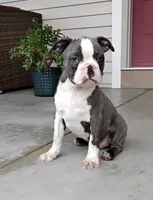 Kobe JHC Clear, a male Boston Terrier for sale in Fredericksburg, OH – 1 of 4