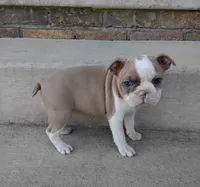 Suni JHC & DM CLEAR, a female Boston Terrier for sale in Fredericksburg, OH – 4 of 4