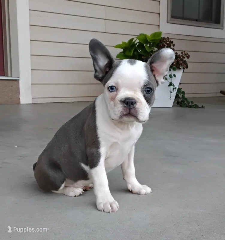 Ariel – Boston Terrier puppy for sale in Fredericksburg, OH