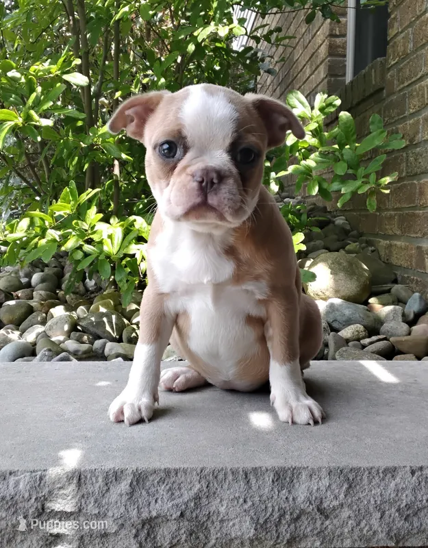 Candy blue fawn – Boston Terrier puppy for sale in Fredericksburg, OH