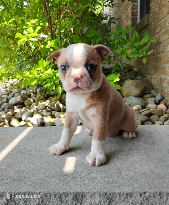 Candy – Boston Terrier puppy for sale in Fredericksburg, OH