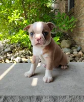 Candy, a female Boston Terrier for sale in Fredericksburg, OH – 1 of 3