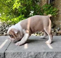 Leo, a male Boston Terrier for sale in Fredericksburg, OH – 3 of 3