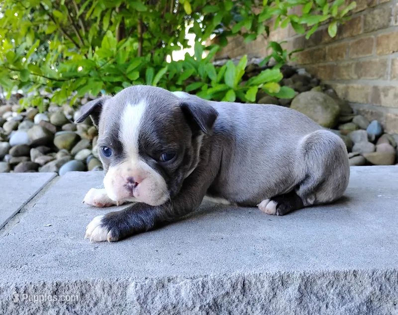 Kimmy Blue – Boston Terrier puppy for sale in Fredericksburg, OH