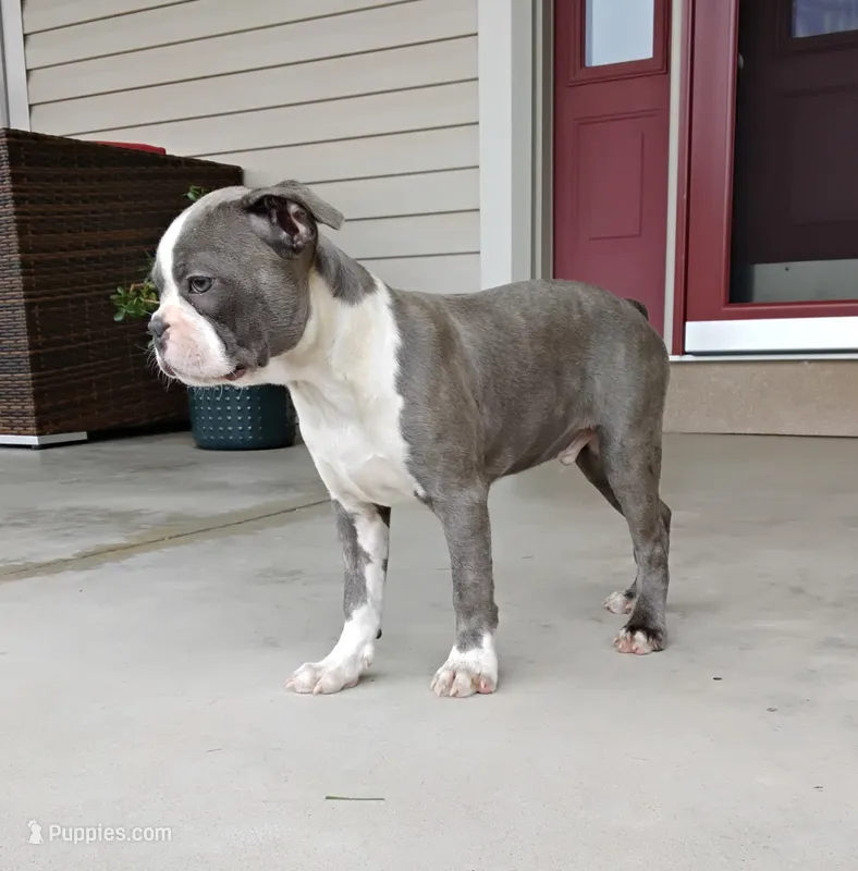 Tanner JHC Clear – Boston Terrier puppy for sale in Fredericksburg, OH