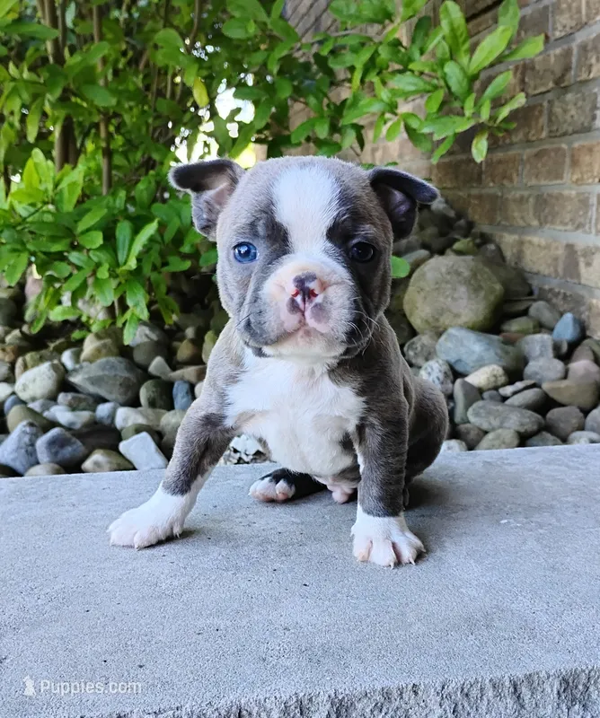 Tiger – Boston Terrier puppy for sale in Fredericksburg, OH