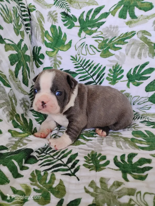 Kobe – Boston Terrier puppy for sale in Fredericksburg, OH