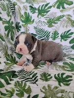 Kobe, a male Boston Terrier for sale in Fredericksburg, OH – 1 of 3