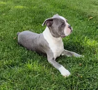 Tanner JHC Clear $100 OFF THIS WEEKEND , a male Boston Terrier for sale in Fredericksburg, OH – 1 of 5