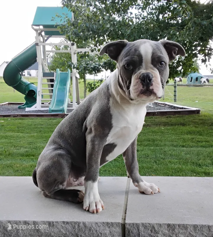 Tanner JHC Clear – Boston Terrier puppy for sale in Fredericksburg, OH