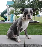 Tanner JHC Clear $100 OFF THIS WEEKEND , a male Boston Terrier for sale in Fredericksburg, OH – 3 of 5