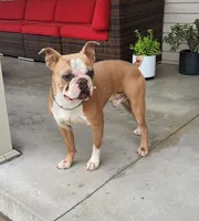 Ember, a female Boston Terrier for sale in Fredericksburg, OH – Photo 4 of 5