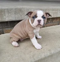 Ember, a female Boston Terrier for sale in Fredericksburg, OH – Photo 3 of 5