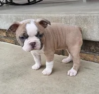 Ember, a female Boston Terrier for sale in Fredericksburg, OH – Photo 2 of 5