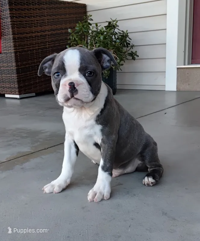 Kobe JHC Clear – Boston Terrier puppy for sale in Fredericksburg, OH