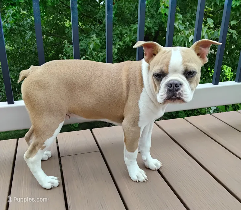 Coco Blue fawn  – Boston Terrier puppy for sale in Fredericksburg, OH