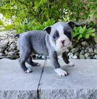 Tanner Blue, a male Boston Terrier for sale in Fredericksburg, OH – 1 of 3