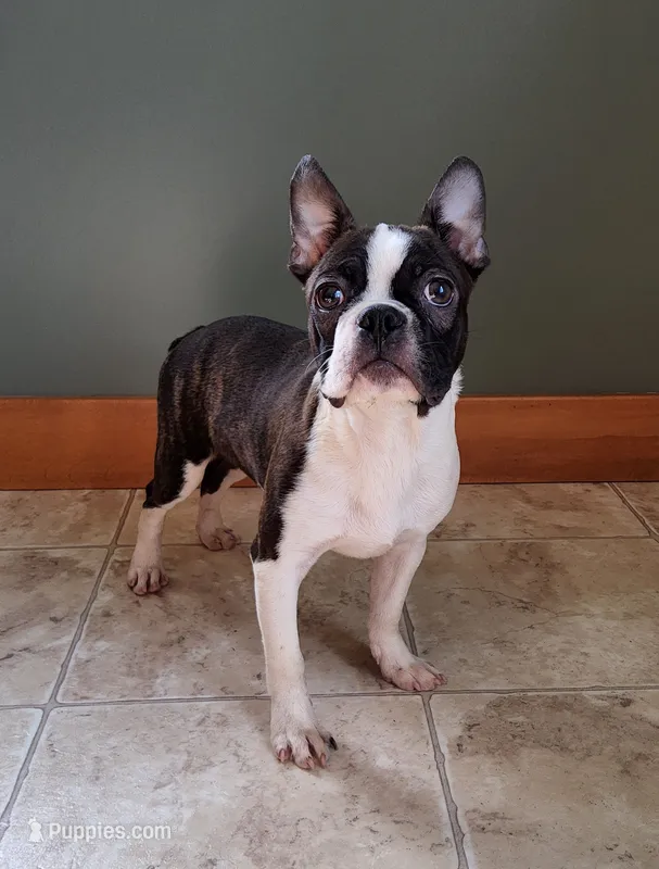 Rogan JHC & DM CLEAR