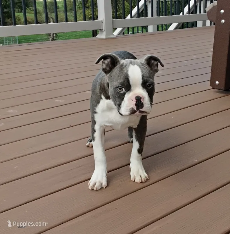 Kobe Blue JHC Clear – Boston Terrier puppy for sale in Fredericksburg, OH