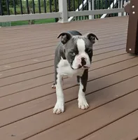 Kobe Blue JHC Clear $100 OFF THIS WEEKEND , a male Boston Terrier for sale in Fredericksburg, OH – 2 of 5